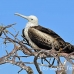 frigatebird_magnificent_nsey_h_0224_ecu0426.jpg